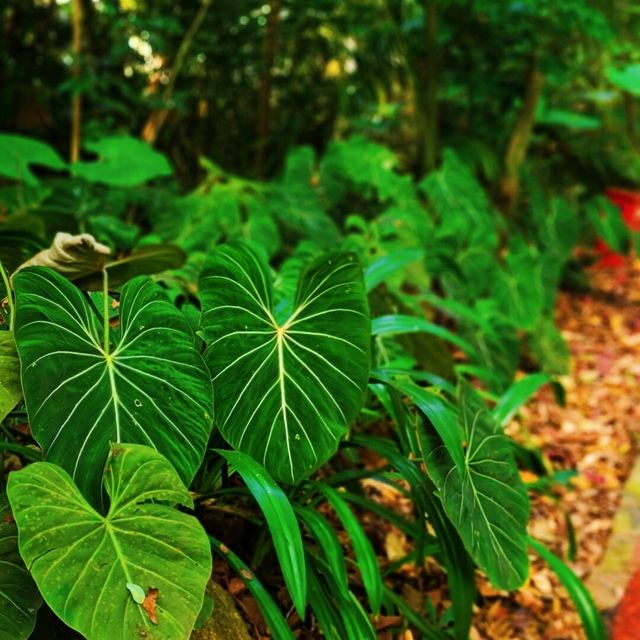 千萬不要錯過這個植物園！！！