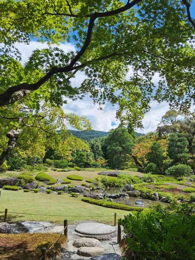 夏蟲還在振翅鳴叫，第一抹紅楓已經初露頭角