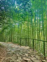 救命到底是谁说莫干山能避暑的