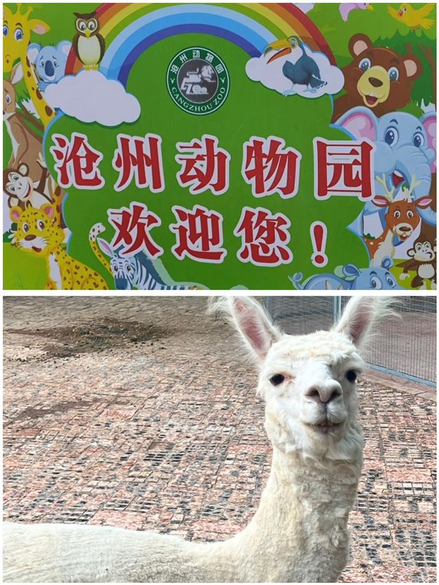 滄州動物園遊玩全攻略，可以看到大熊貓