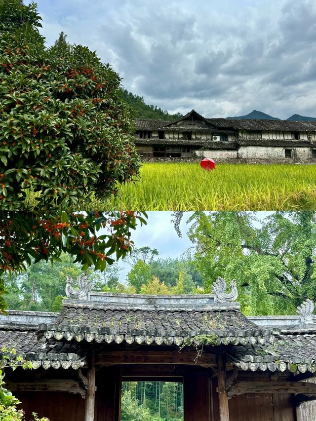 漂亮得讓我感動的浙江農村。 漂亮得讓我感動的浙江農村。