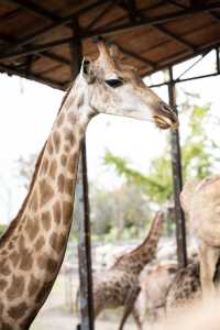 不知道哪裡遛娃？南通森林野生動物園餵水豚！