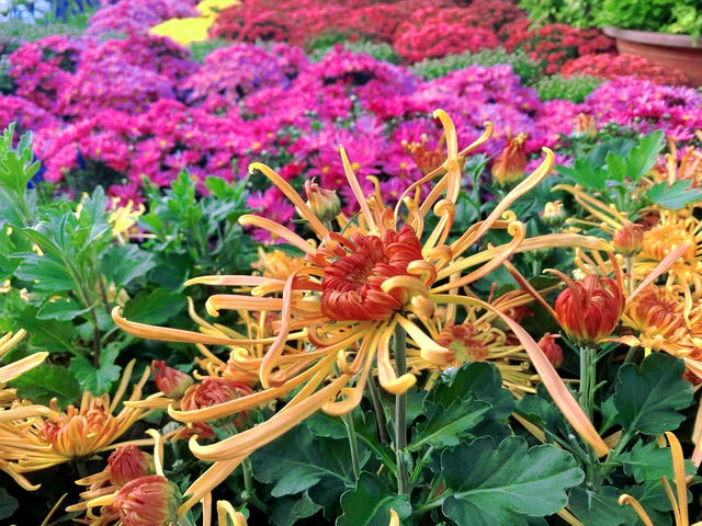 開封古城牆賞菊，一步一景美如畫。。