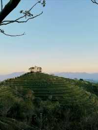 開車兩小時也要看的夕陽，在這座茶山。