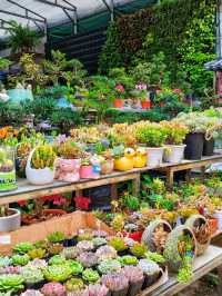 坪洲花市‖逛完花市來特產店買點。