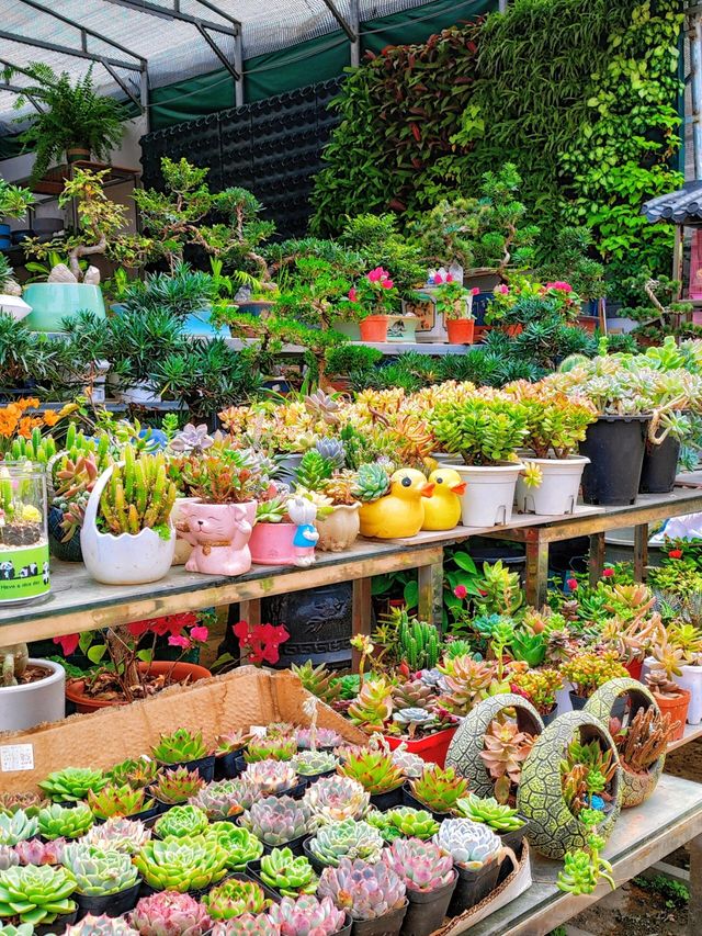 坪洲花市‖逛完花市來特產店買點。