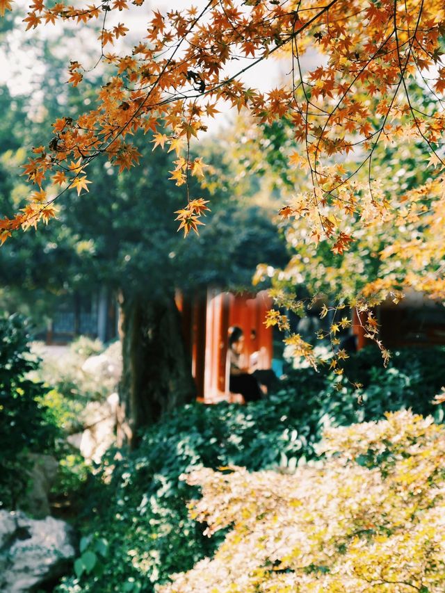 秋日私語：鄭州紫荊山公園賞秋攻略。
