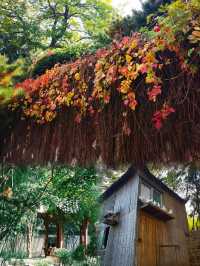 秋日私語：鄭州紫荊山公園賞秋攻略。