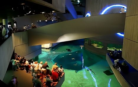 巴爾的摩國家水族館。