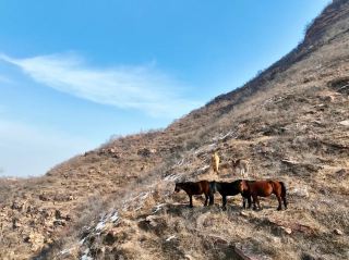 See wild horses in Xingtai for a unique experience. 