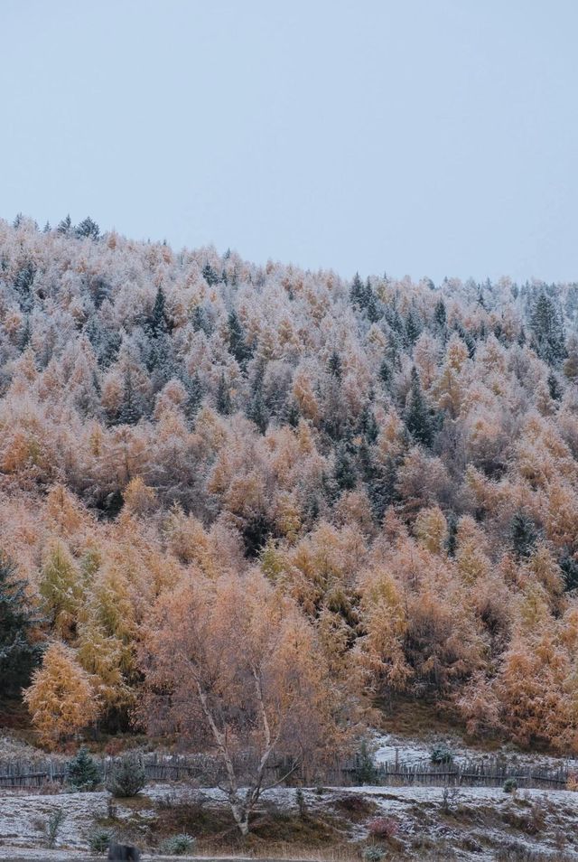 川西雪國夢境!甲根壩初冬風光太美了|。 川西雪國夢境!甲根壩初冬風光太美了|。