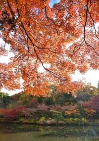 Nagoya's Higashiyama Zoo Offers Stunning Autumn Foliage