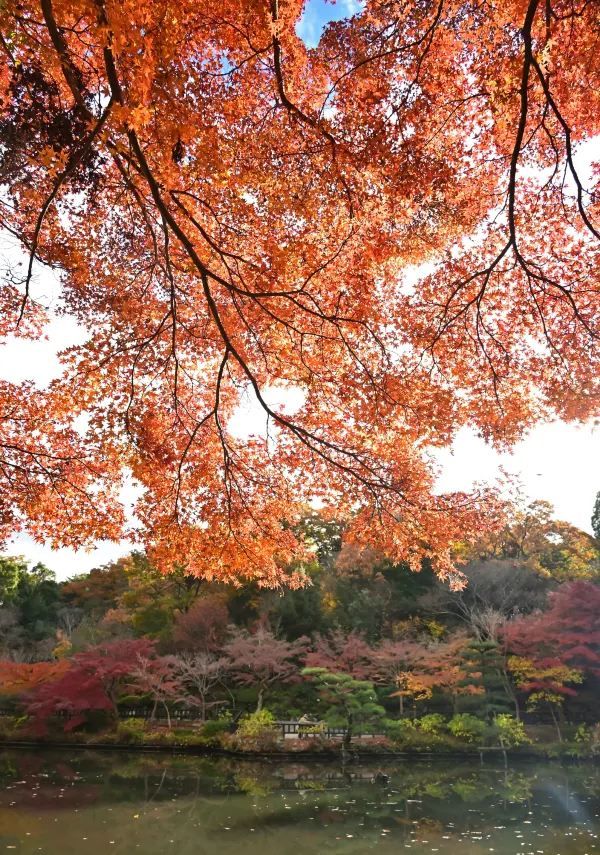 Nagoya's Higashiyama Zoo Offers Stunning Autumn Foliage