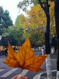 實地探訪初秋的南京頤和路（11月23日）。