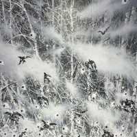 冷酷仙境,極地孤行