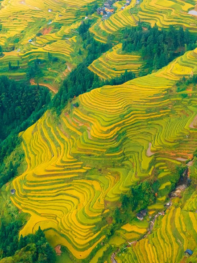 貴州加榜梯田：秋天的金色階梯奇觀|||加榜梯田的最佳旅行時間。