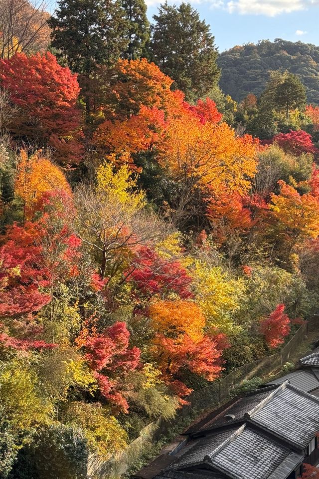 京都｜清水寺紅葉瀑布 風光無限