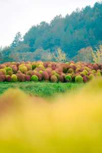 余杭，徑山花海