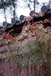 雲門寺的葉子終於紅了！