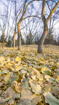 呼和浩特的青城公園冬天，美如畫卷般（附攻略）