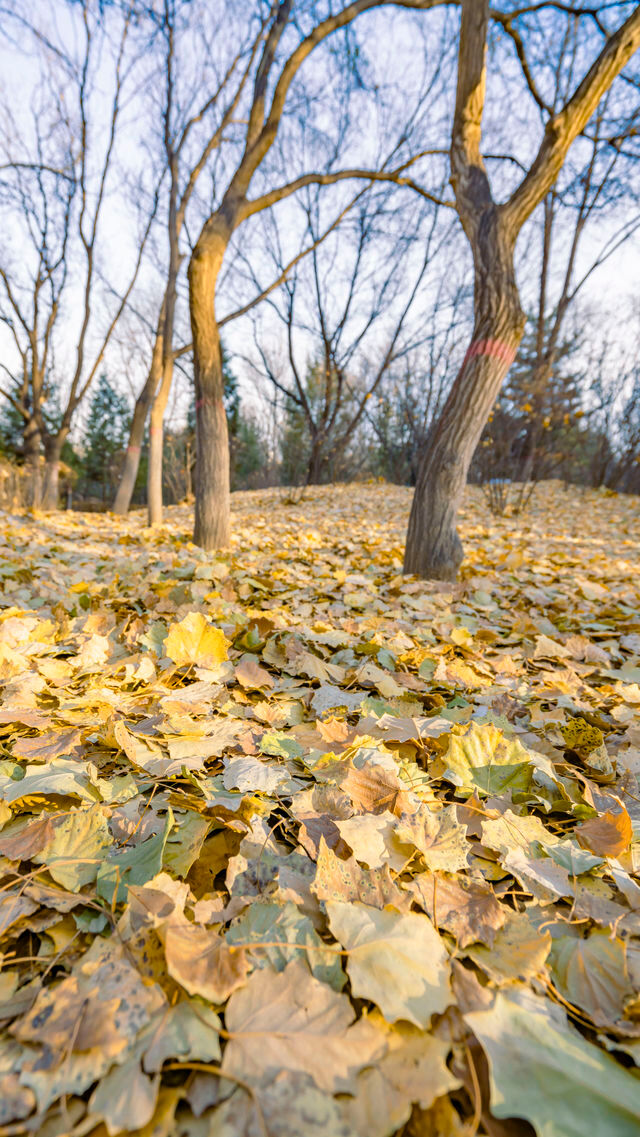 呼和浩特的青城公園冬天，美如畫卷般（附攻略）