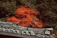 宇治|三室戶寺