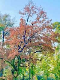 廣州人民公園楓葉手機直拍！真的已經紅了