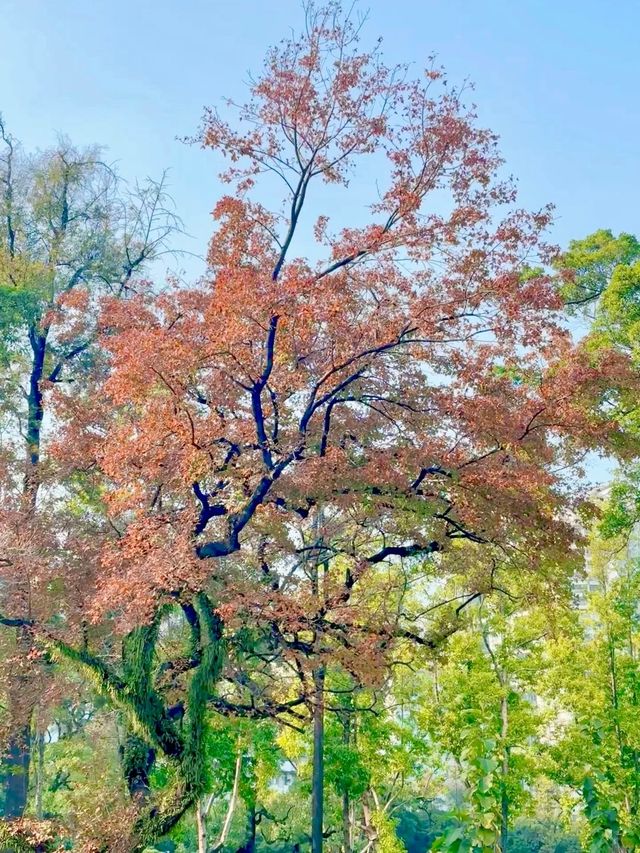 廣州人民公園楓葉手機直拍！真的已經紅了