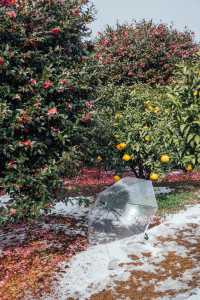 濟州島冬日浪漫！雪中山茶花，來這裡就對啦