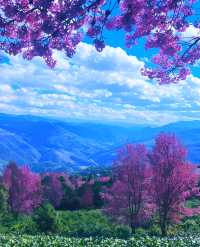 無量山櫻花谷冬日浪漫