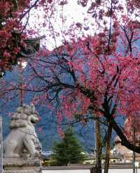 2. 《雲南無量山櫻花谷：開啟夢幻冬日的粉色花約》