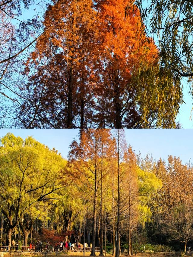 濟南森林公園，小朋友的天堂！！