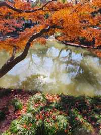 今年來晚了 紅園 可你還是那麼美