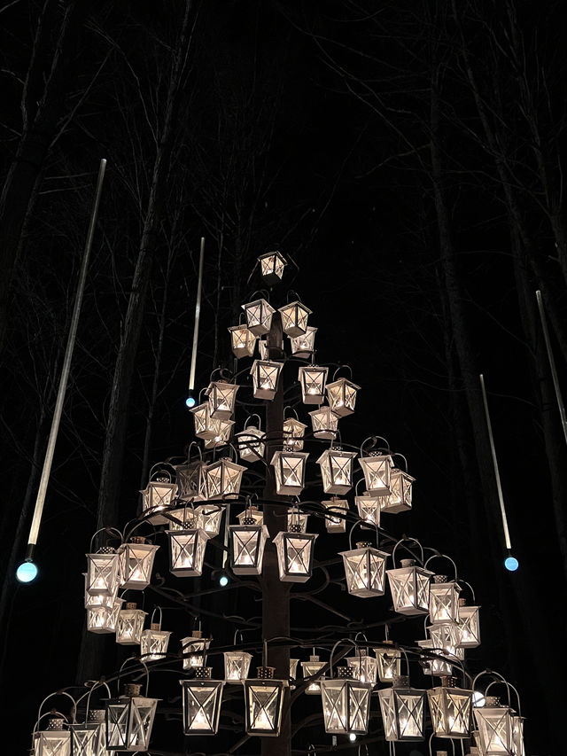 Experience the Enchanting Christmas Lights at Karuizawa's Starry Forest
