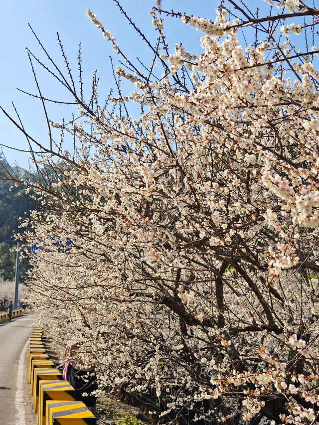 廣州免費梅花，美到爆！流溪香雪靠邊站！