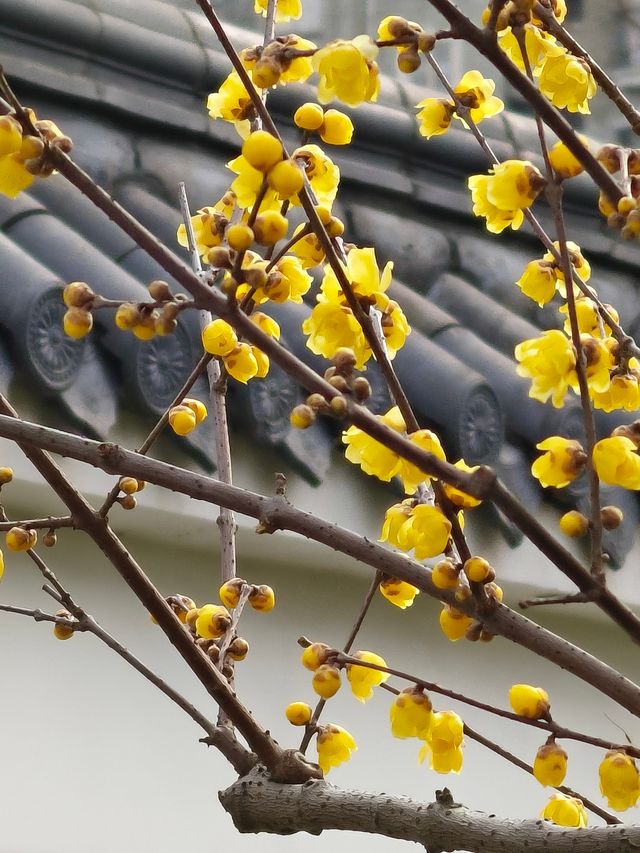 小眾公園有臘梅展