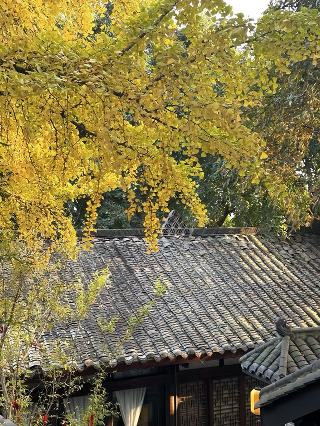 這裡不是雲南，是成都！！