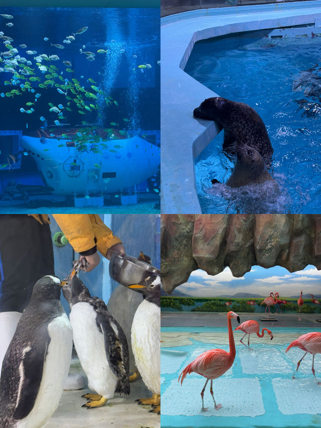 淘學企鵝就在這裡！到哈爾濱一定要去極地公園絕對值