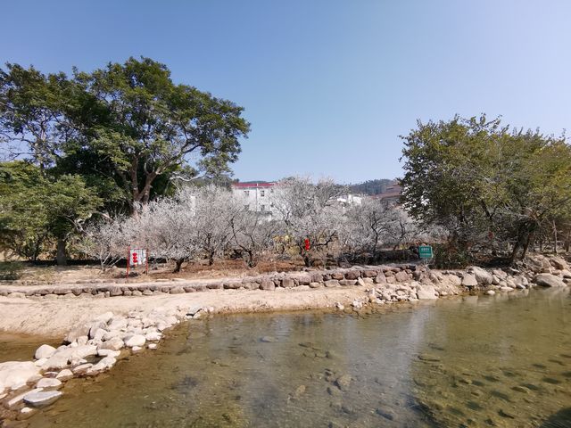 冬日汕尾必打卡點——螺洞世外梅園