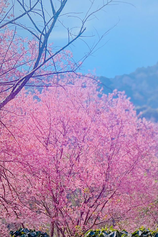 清邁｜賞花又是一年山野山野櫻花盛開之時