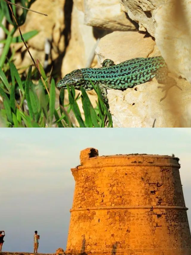 西班牙福門特拉島旅遊全攻略嚟啦！