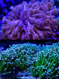 沉浸式體驗休斯頓DOWNTOWN水族館