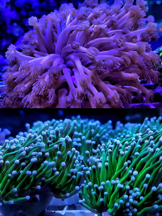 沉浸式體驗休斯頓DOWNTOWN水族館