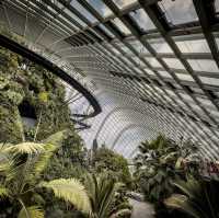 Cloud Forest is a MUST SEE!