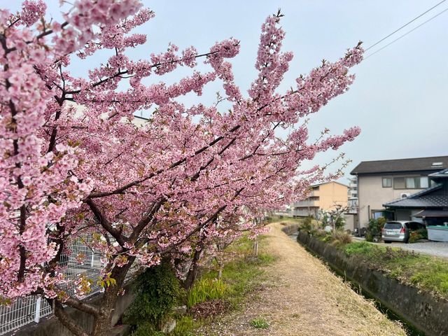 邂逅草津：時光與自然交織的日本小城