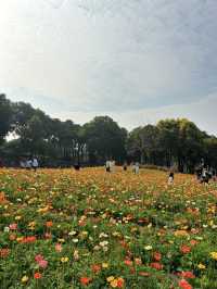 免門票，0元走進七彩莫奈花園～
