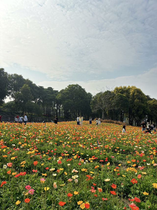 免門票，0元走進七彩莫奈花園～