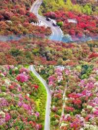 【百里杜鹃,美到窒息的花海仙境!】