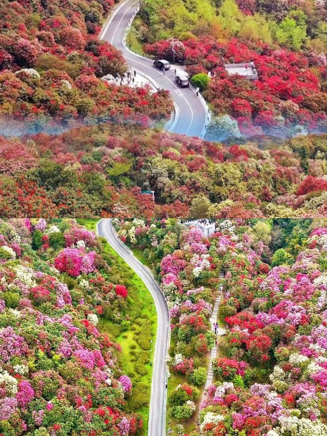 【百里杜鹃,美到窒息的花海仙境!】 【百里杜鹃,美到窒息的花海仙境!】