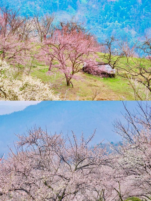 成都周边｜春日赏花徒步路线